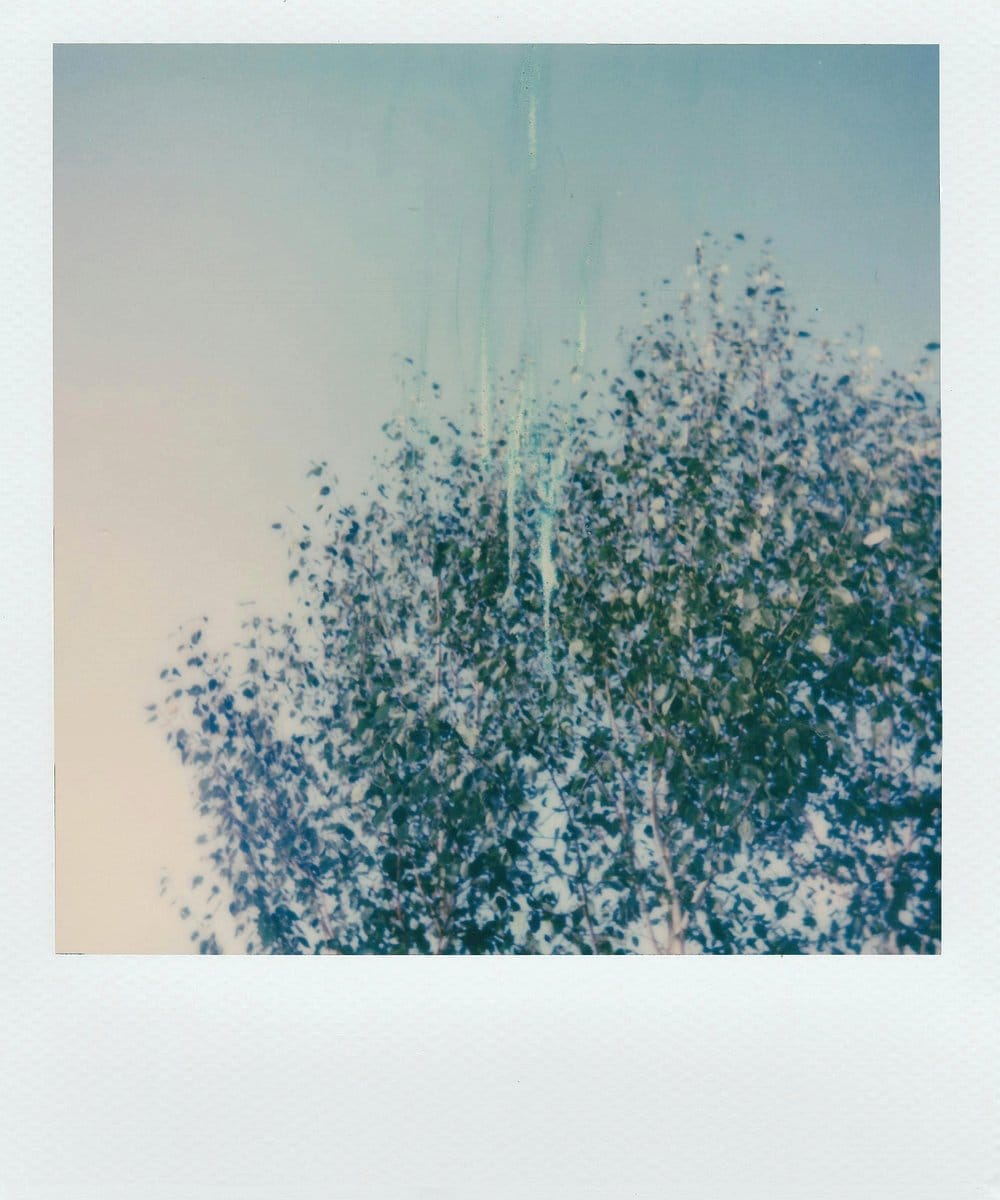 Pastel watercolor wash behind plant shelf