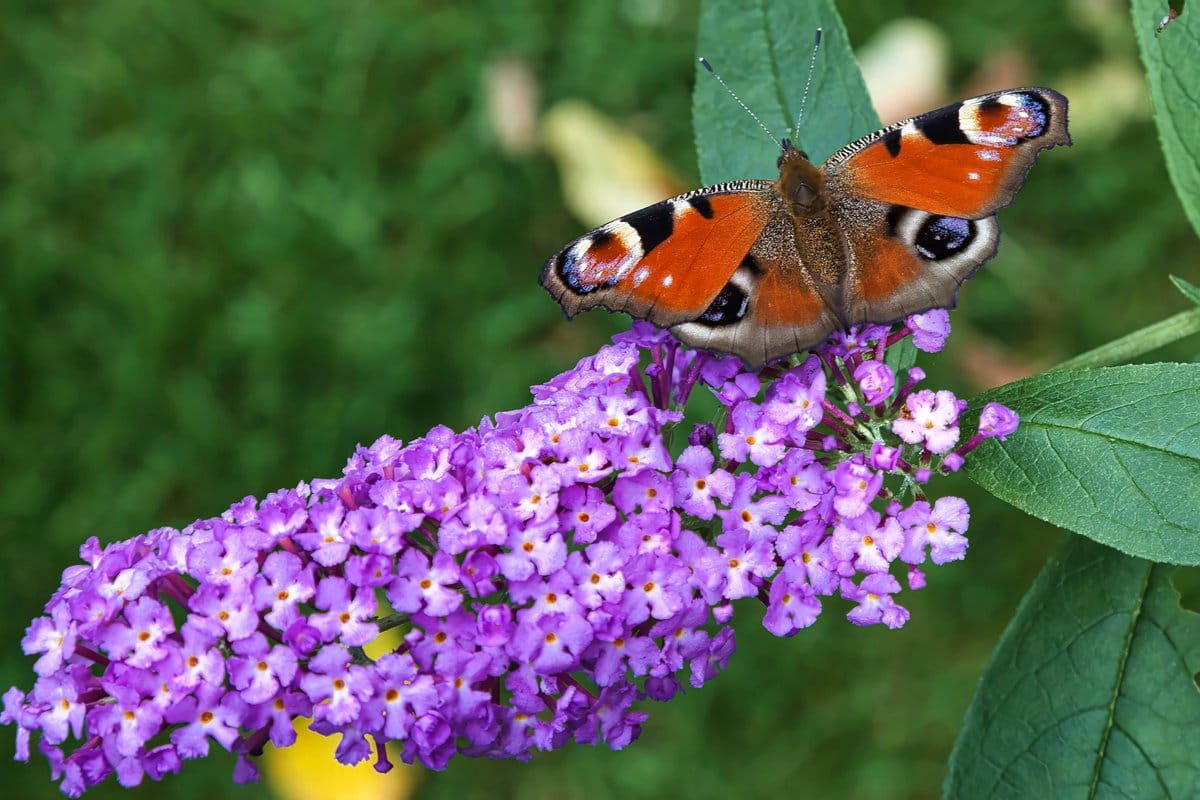 Butterfly on a flowering plant