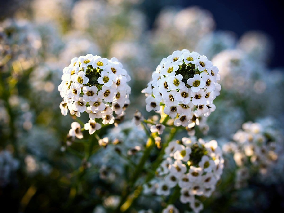 sweet alyssum flowers in bloom