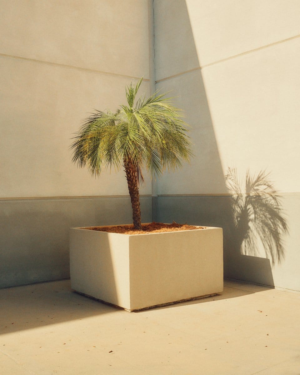 zz plant in sunlit corner
