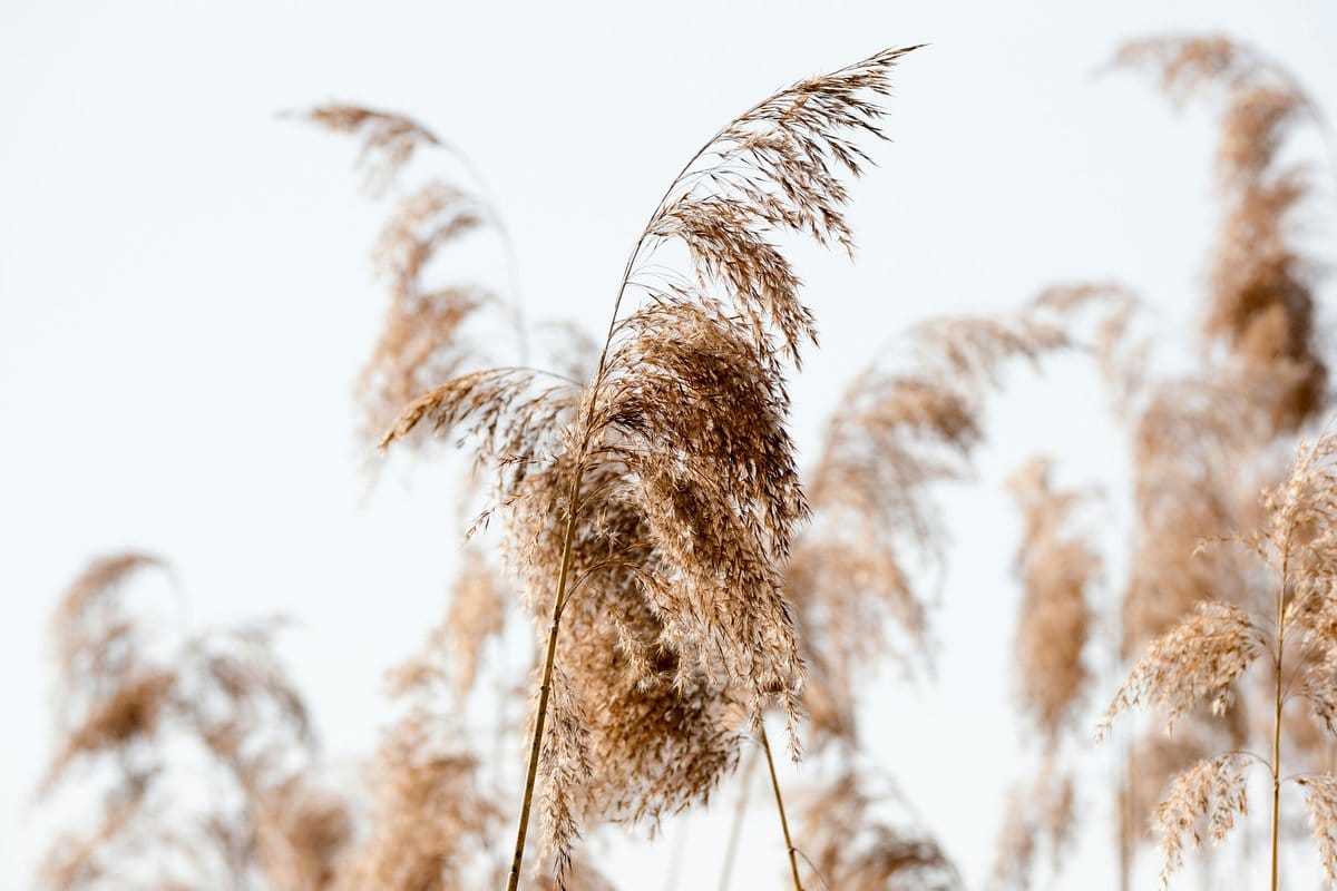 Golden ornamental grasses swaying in the breeze