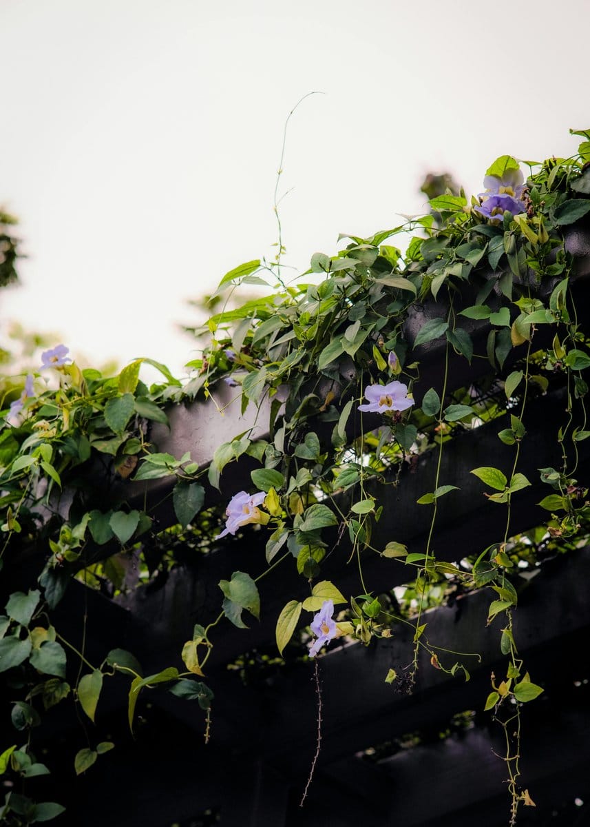 trumpet vine flowers with lush foliage