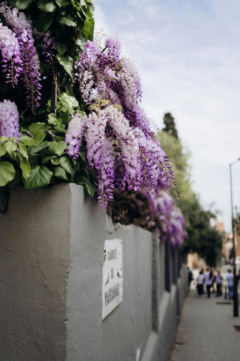 Wall-mounted pipe garden with cascading vines