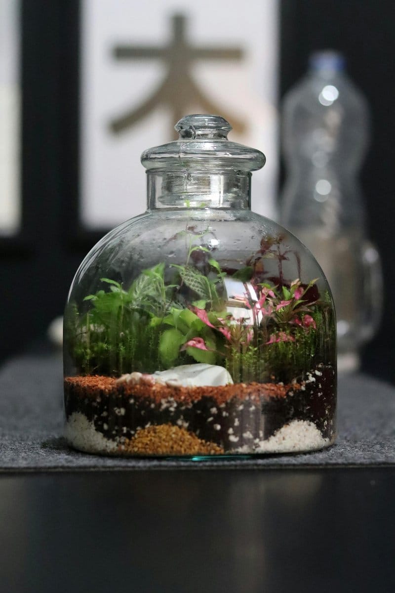 Amethyst crystal terrarium with succulents