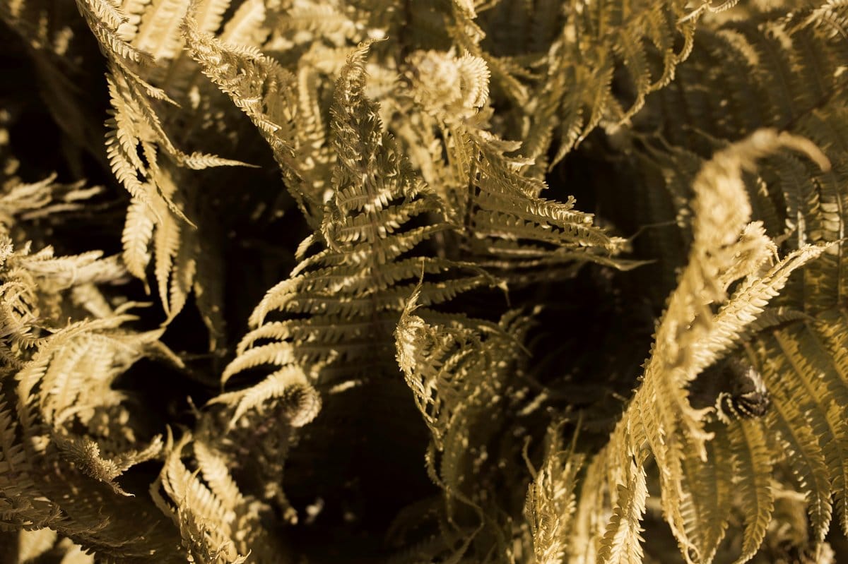 laceleaf plant casting intricate shadows