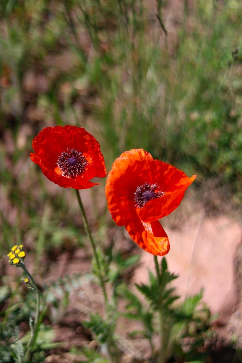vibrant poppy garden