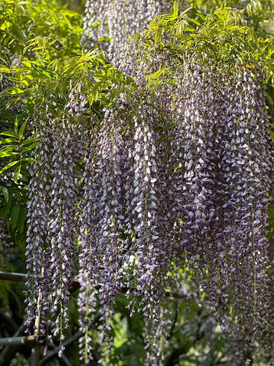 chocolate vine flowers and foliage