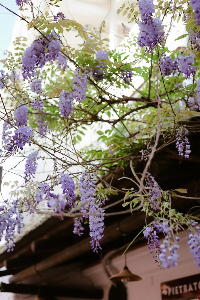 Wisteria in full bloom over a garden pergola