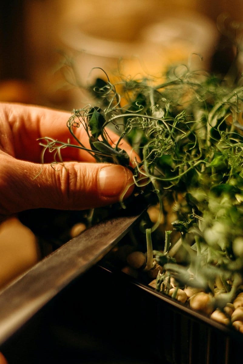 indoor herb garden on kitchen counter