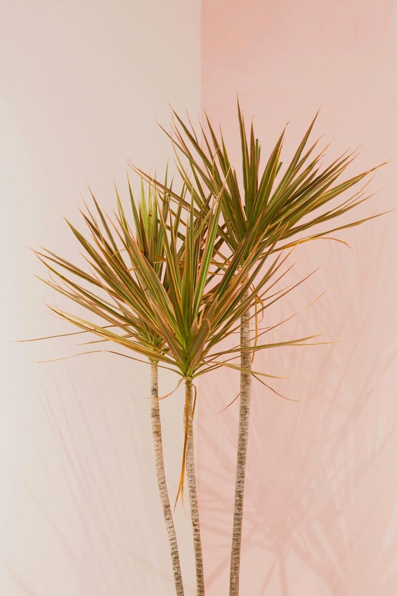 dracaena plant beside console