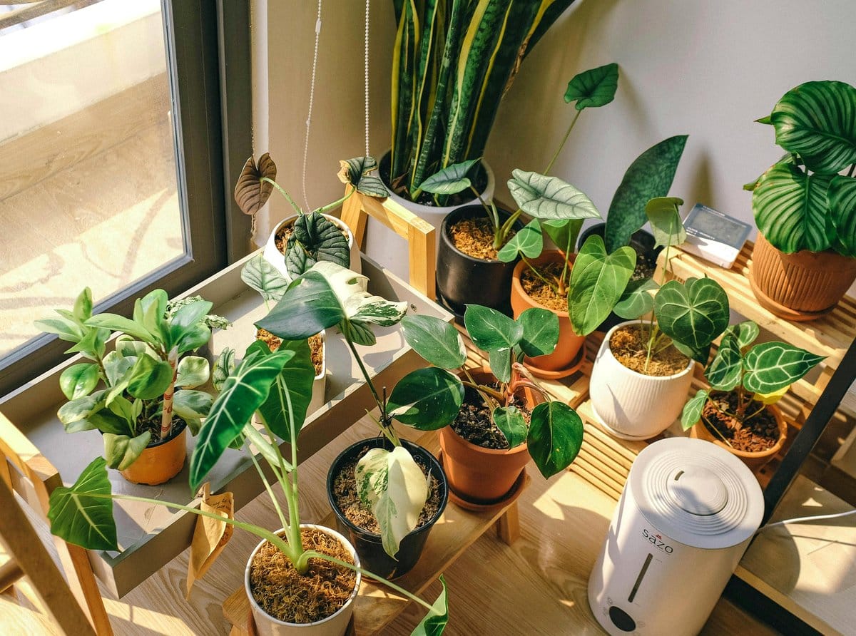 philodendron trailing from shelf