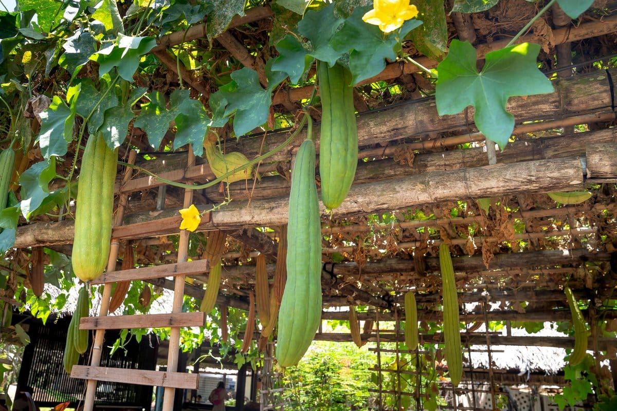 teepee bamboo trellis in vegetable garden