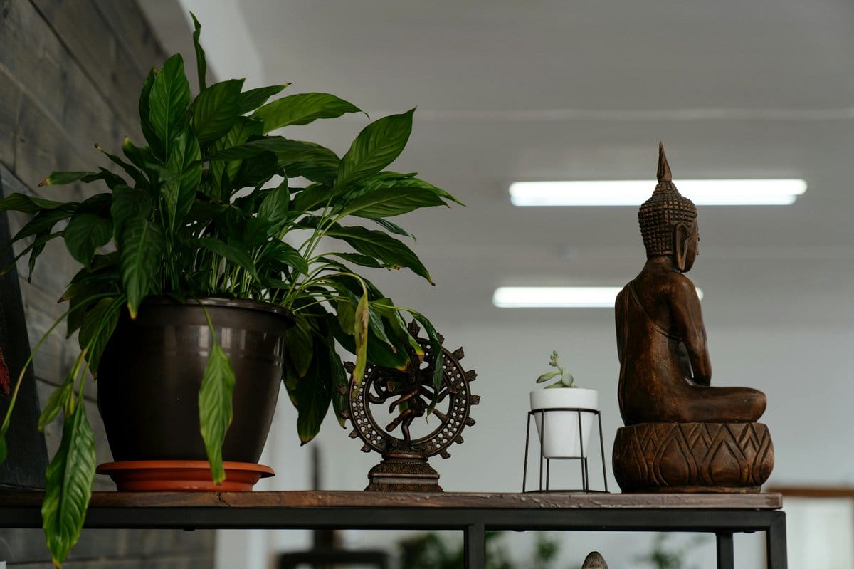 low shelf with row of peace lilies