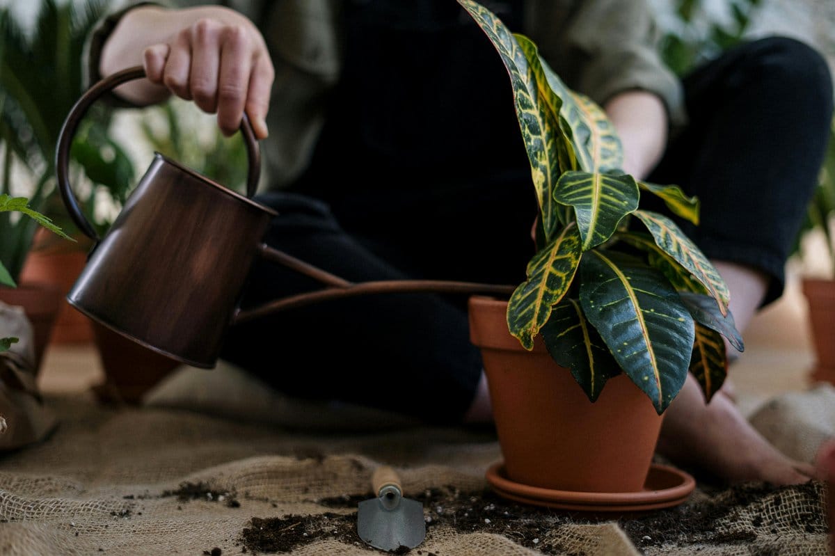 Amethyst-infused watering globe in potted plant
