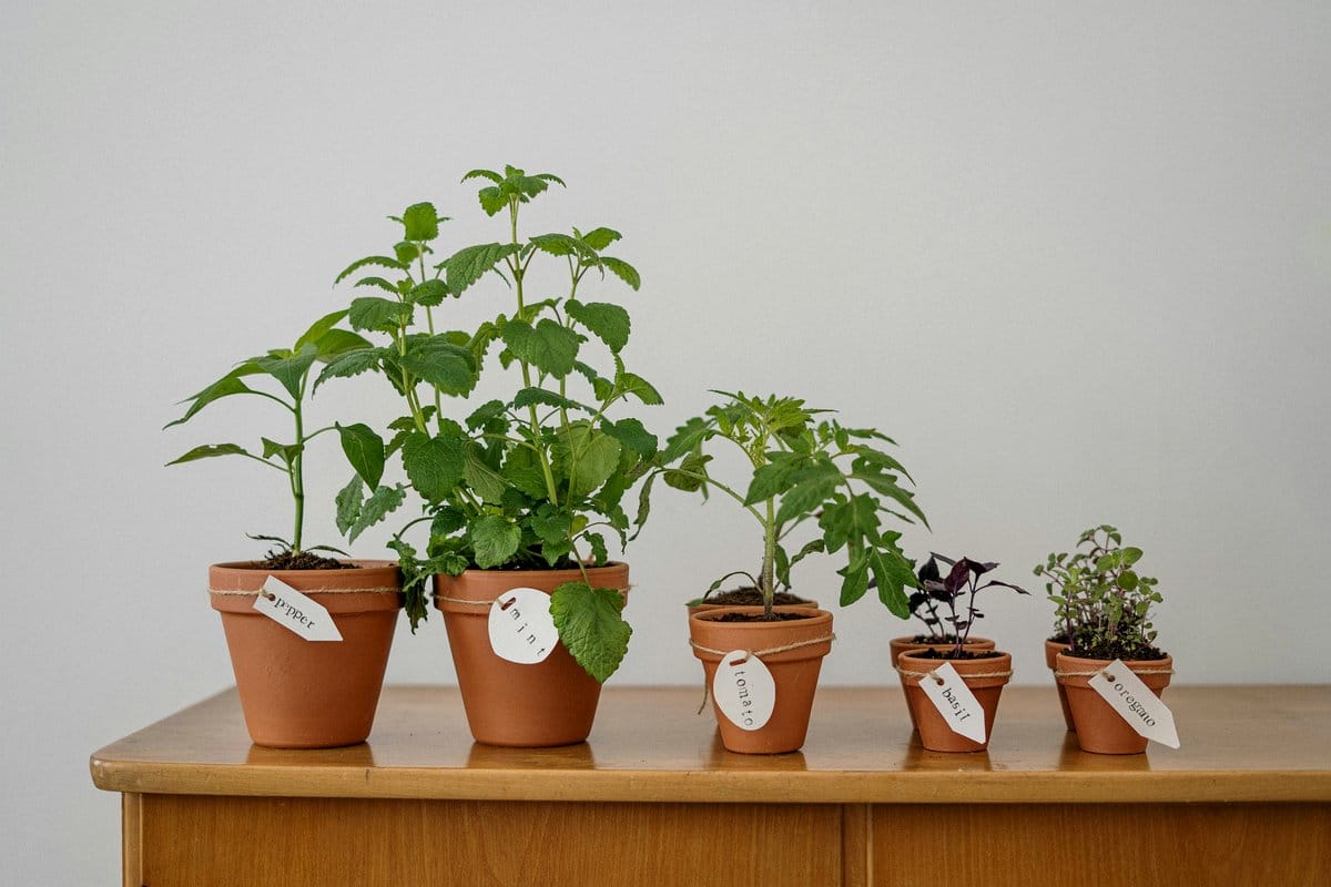 wooden planter with mint and basil