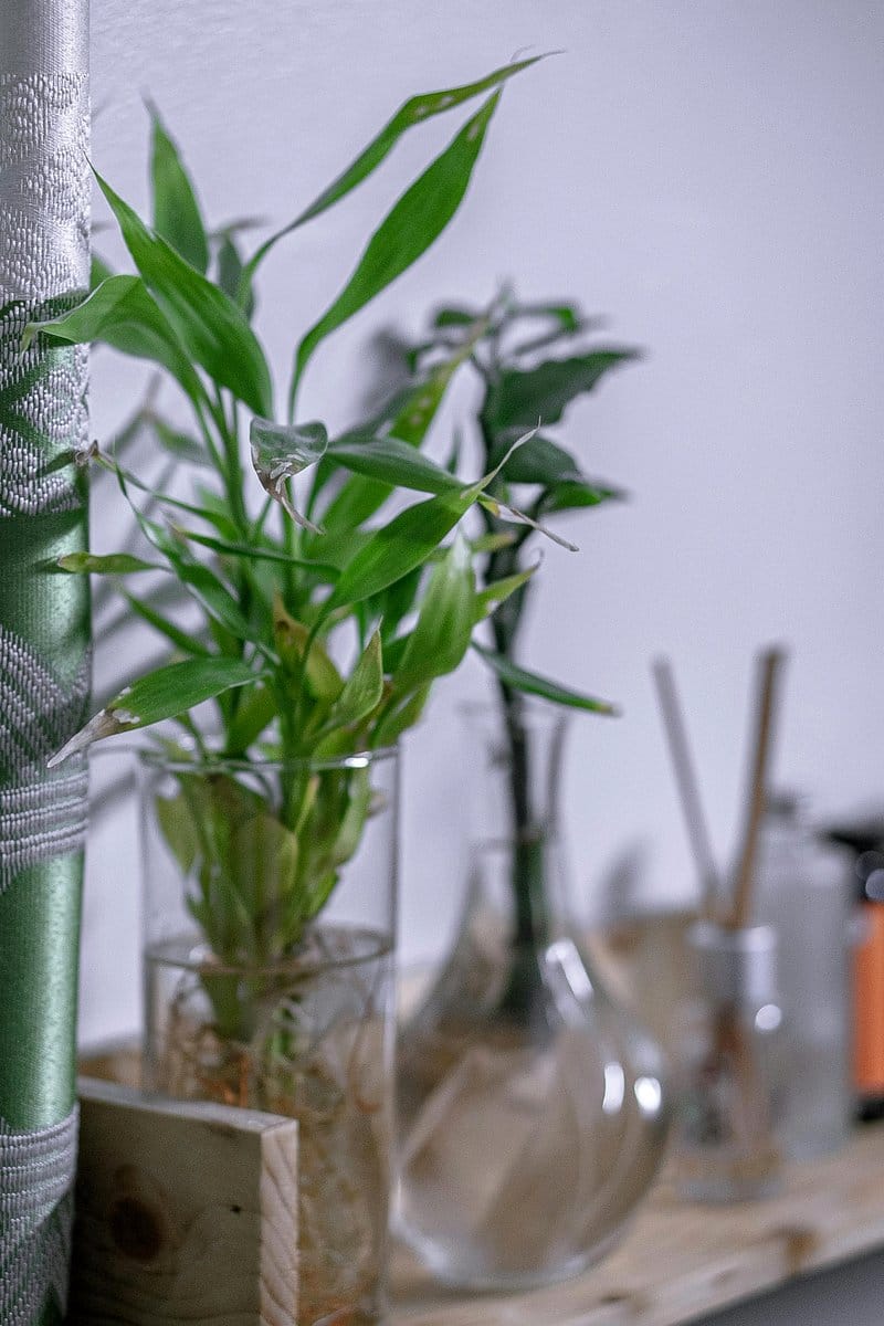 lucky bamboo in glass vase
