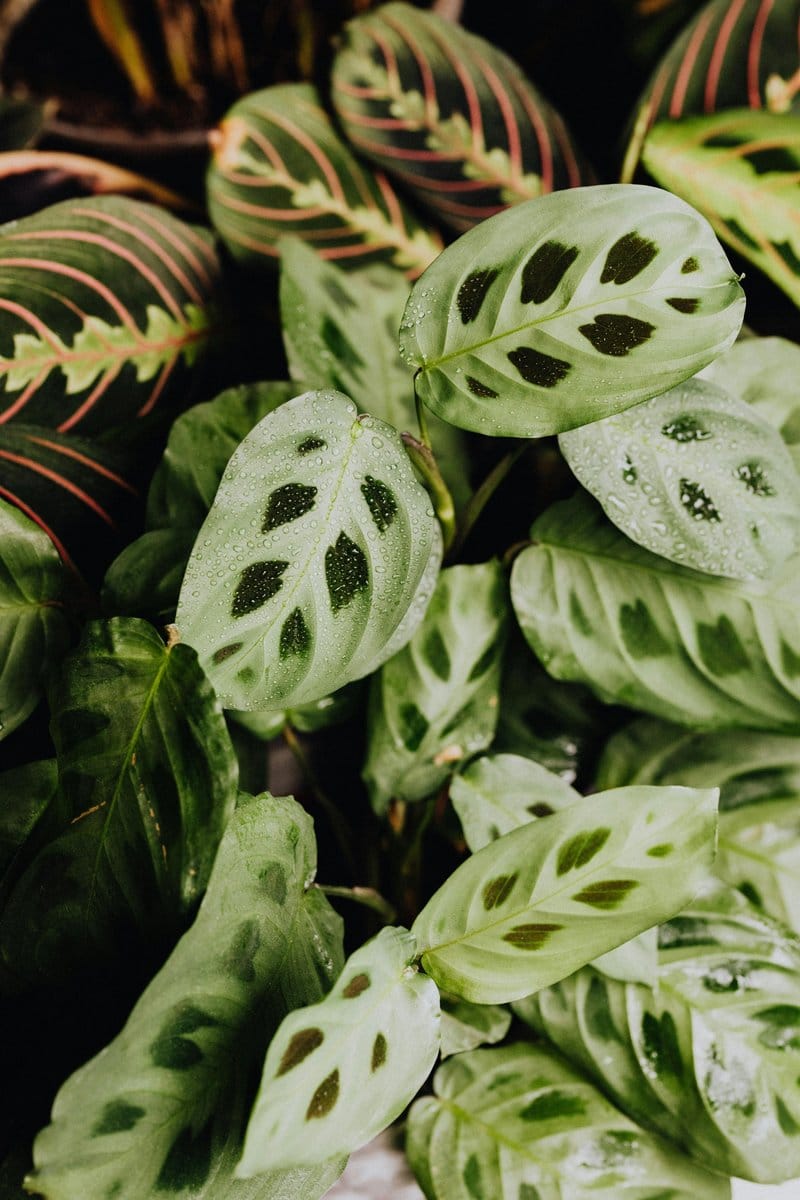 calathea with patterned leaves