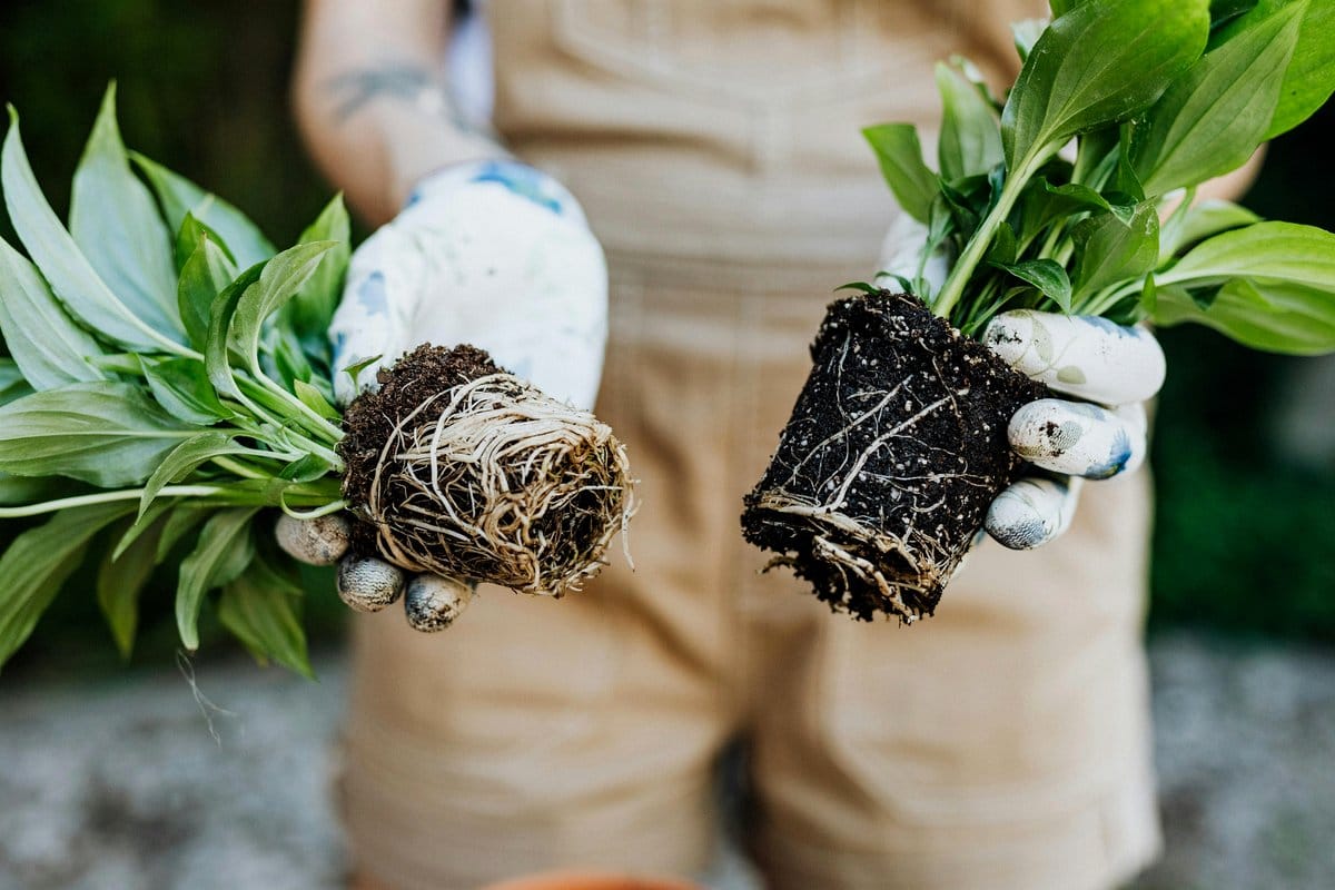 gardener transplanting seedlings