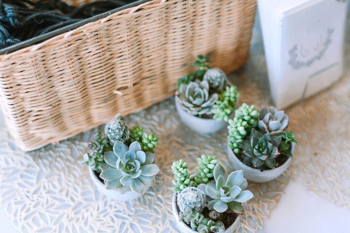tiered plant stand with assorted greenery