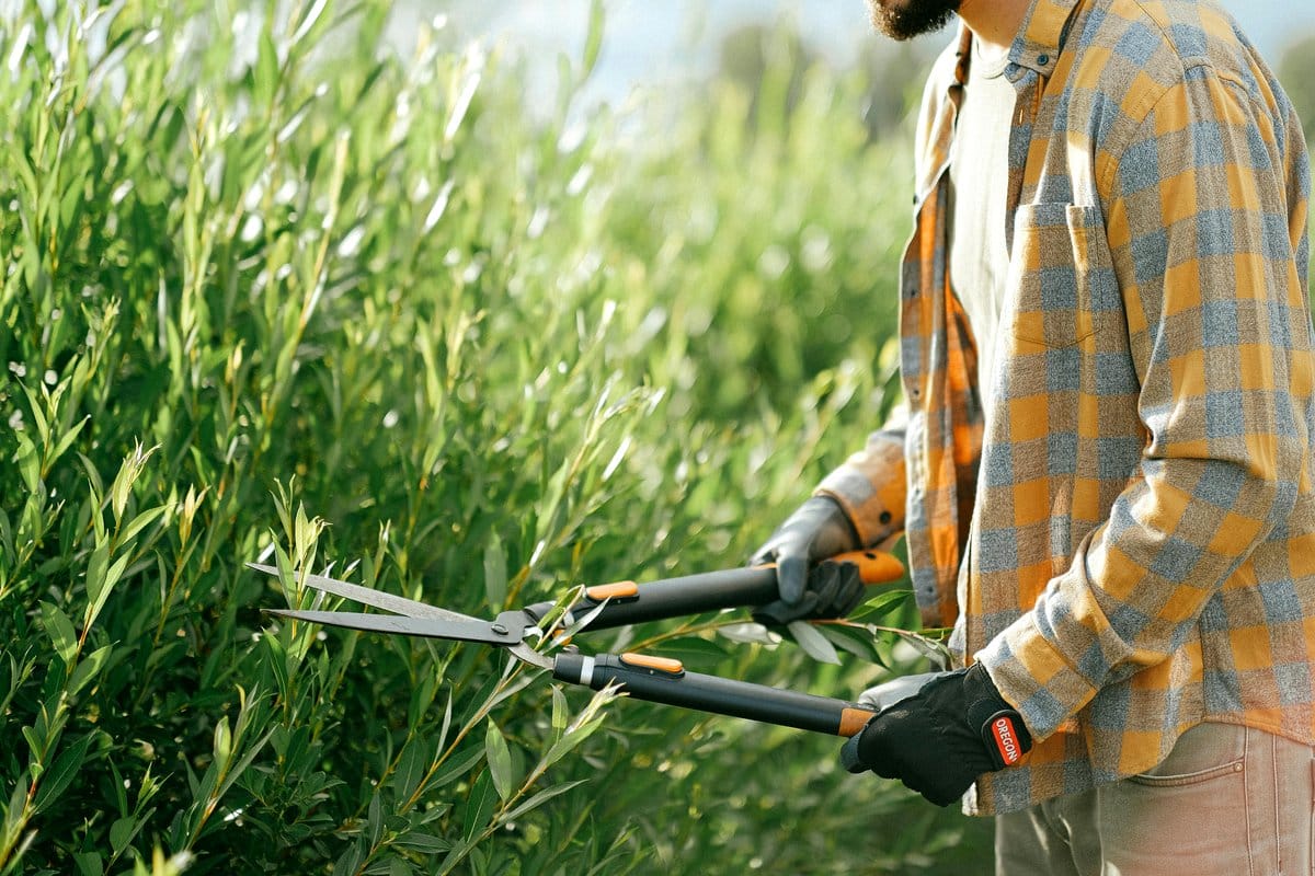 gardener pruning rose bushes