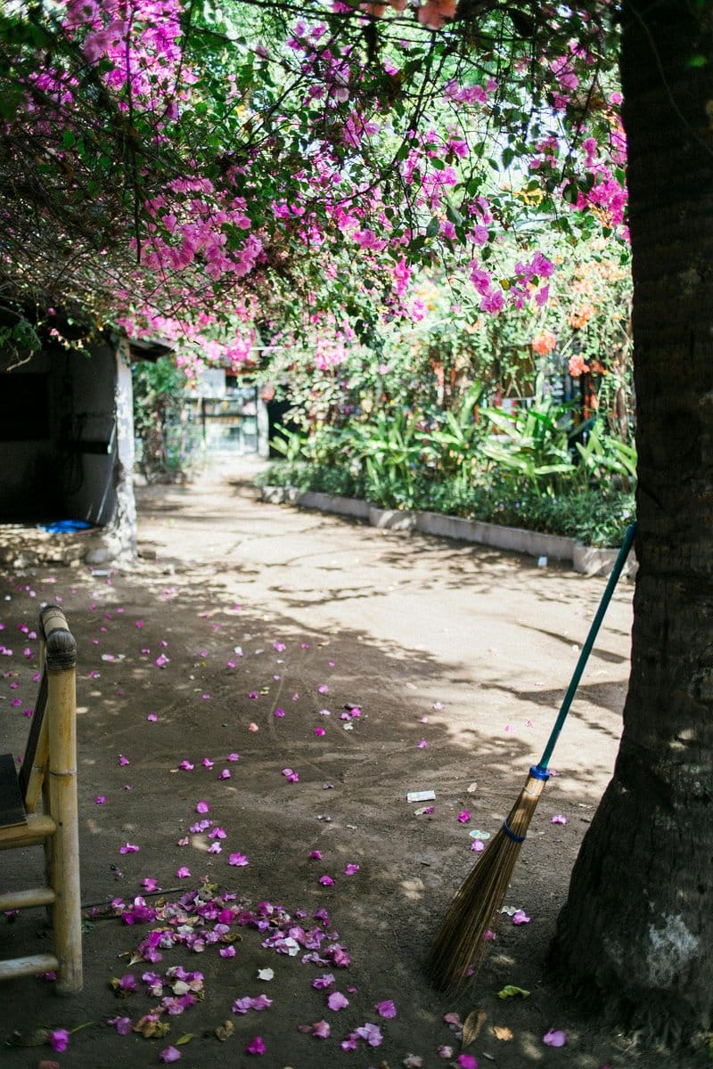 Decorative ladder with tropical plants