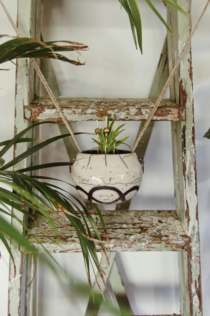 Spider plant in hanging pot