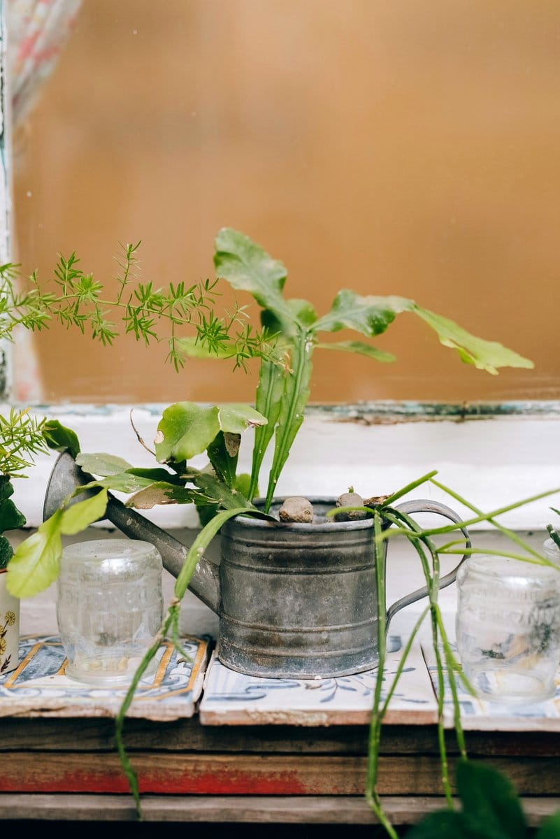 antique pedestal with potted fern