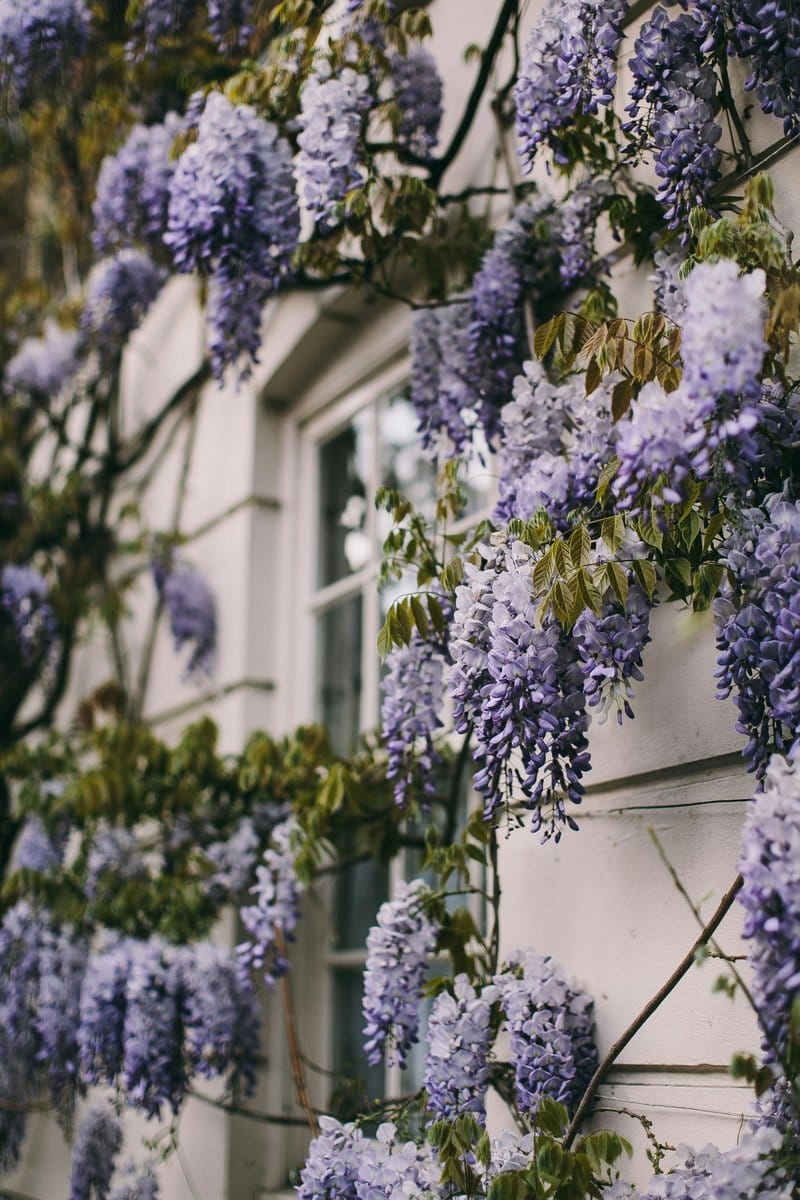 cup and saucer vine flowers climbing a wall