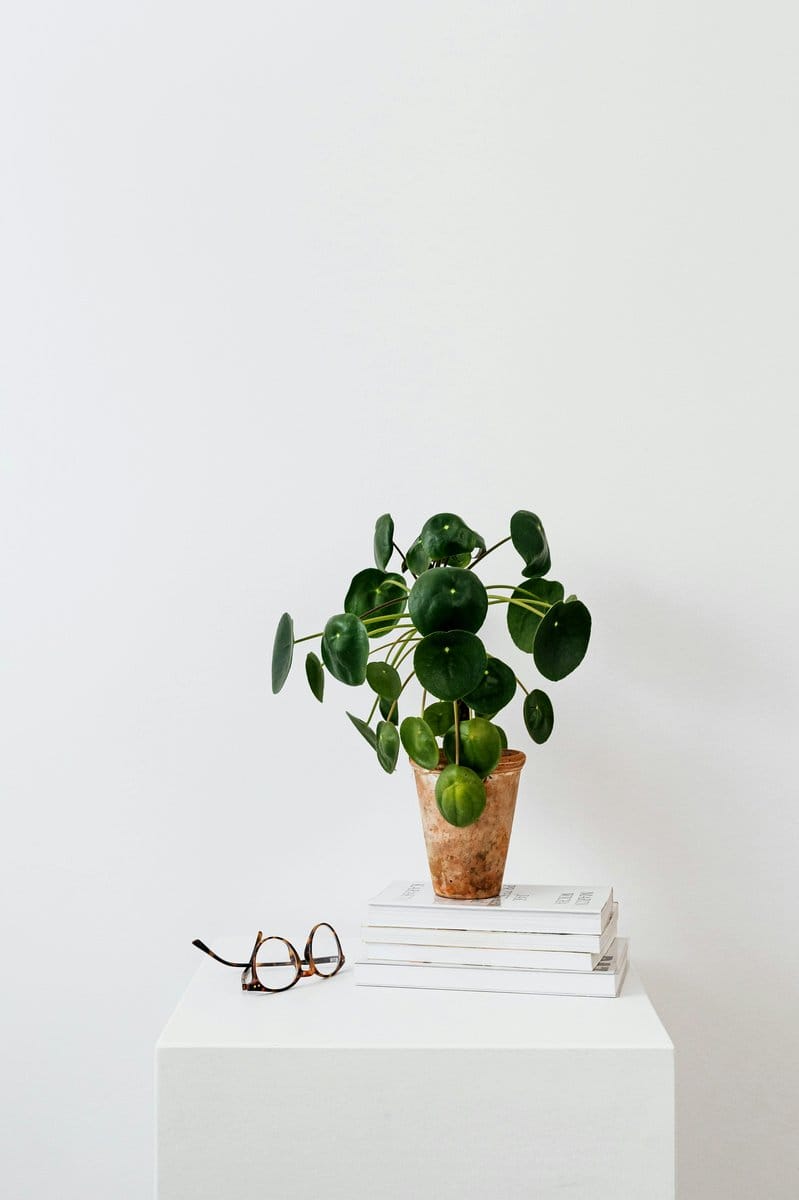 Pilea peperomioides in clay pot