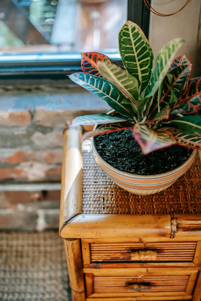 spider plant on windowsill