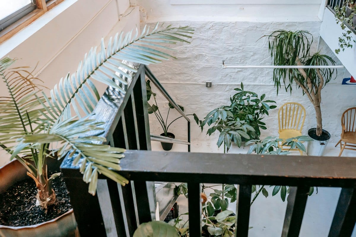 wooden ladder with potted ferns