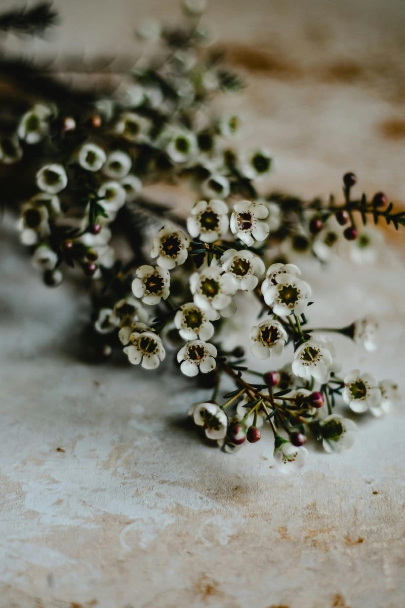 hoya plant with waxy leaves