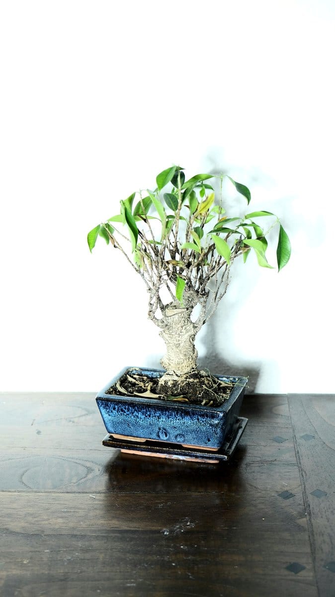 bonsai tree on minimalist table