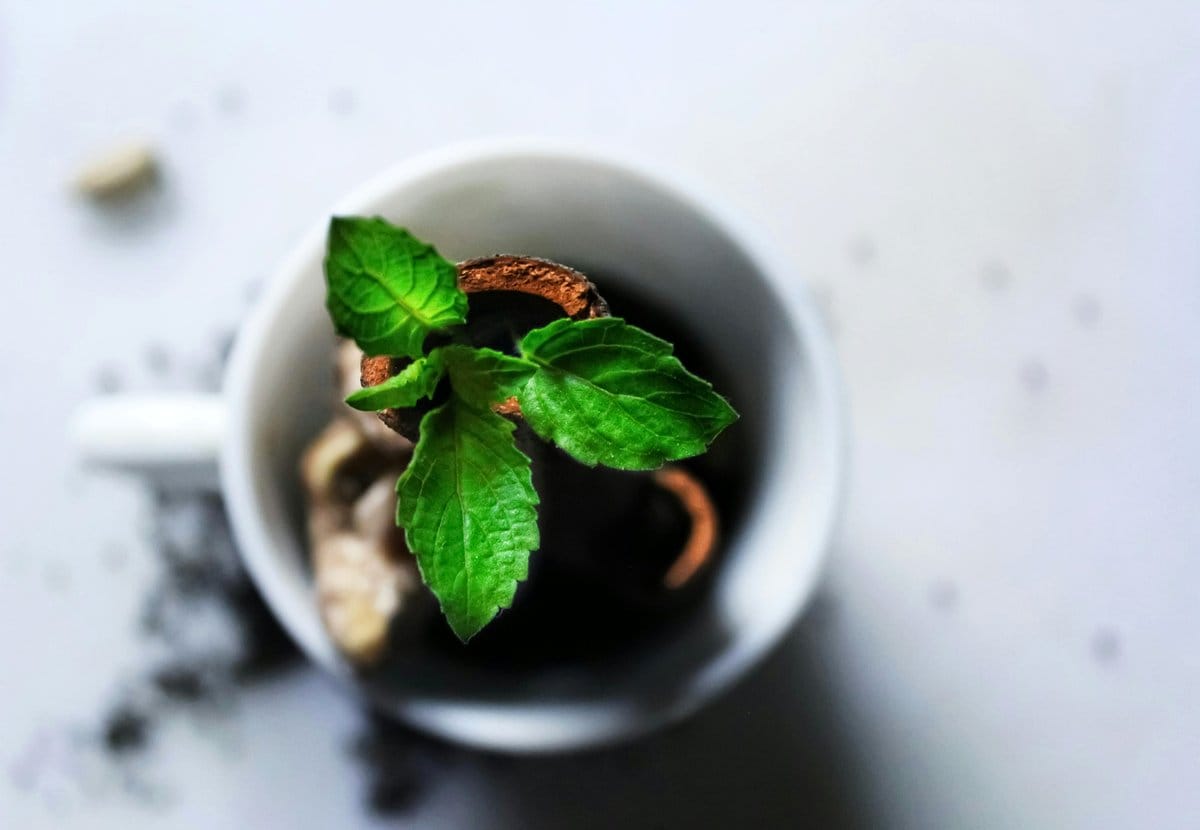 Typewriter key herb garden on a kitchen windowsill