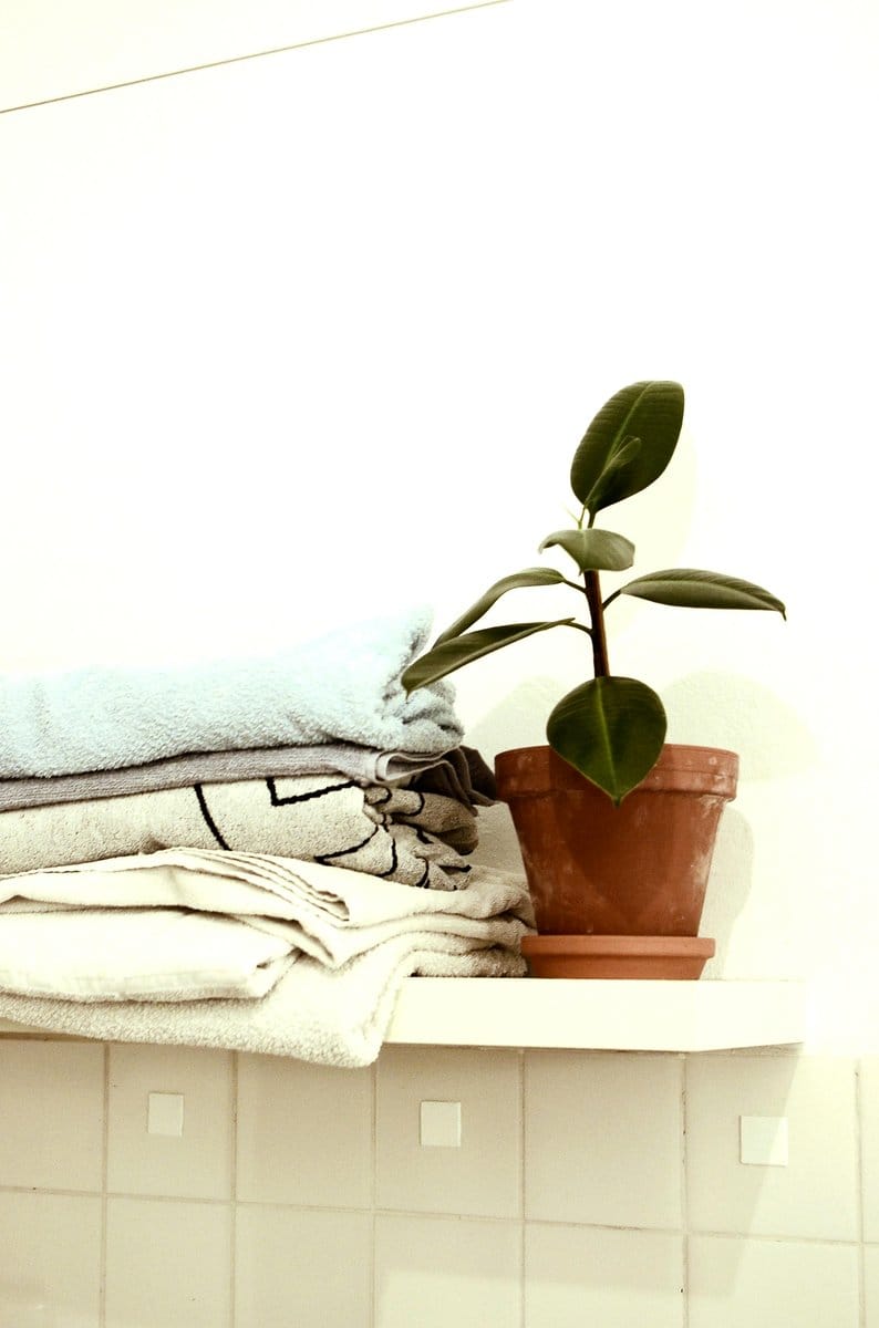 Rubber plant on minimalist shelf