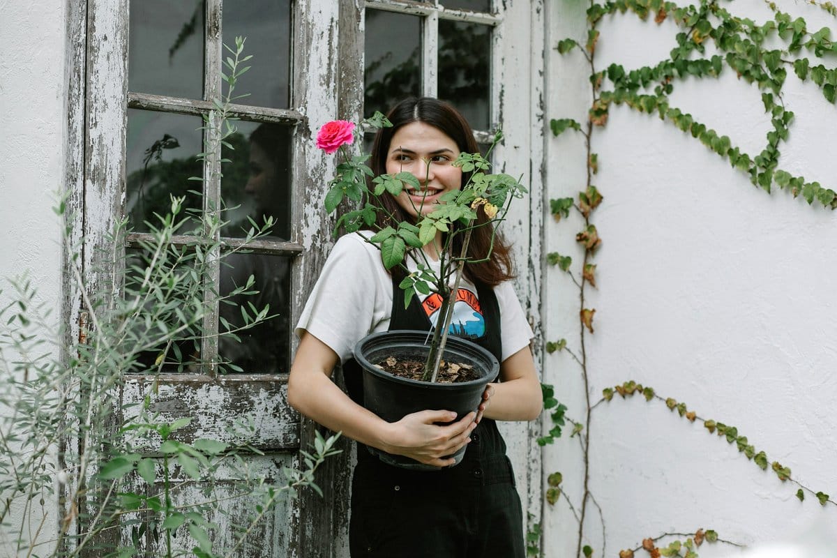 flowering plants in bay window