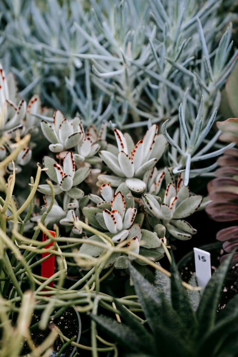 assorted succulents in small pots