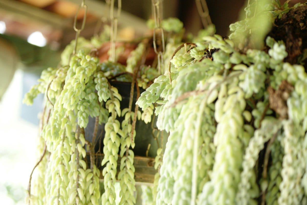 string of bananas cascading