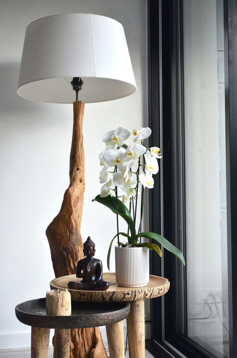 orchid in minimalist pot