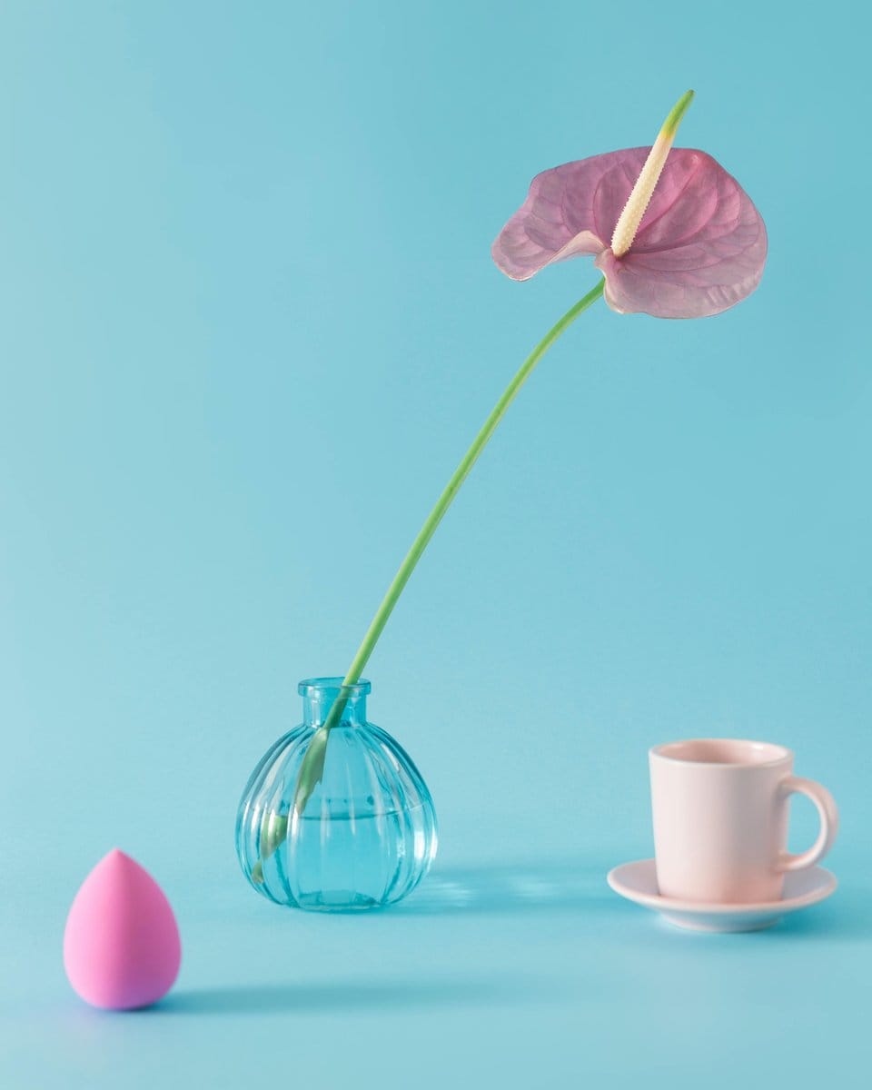 Cup and saucer vine in bloom
