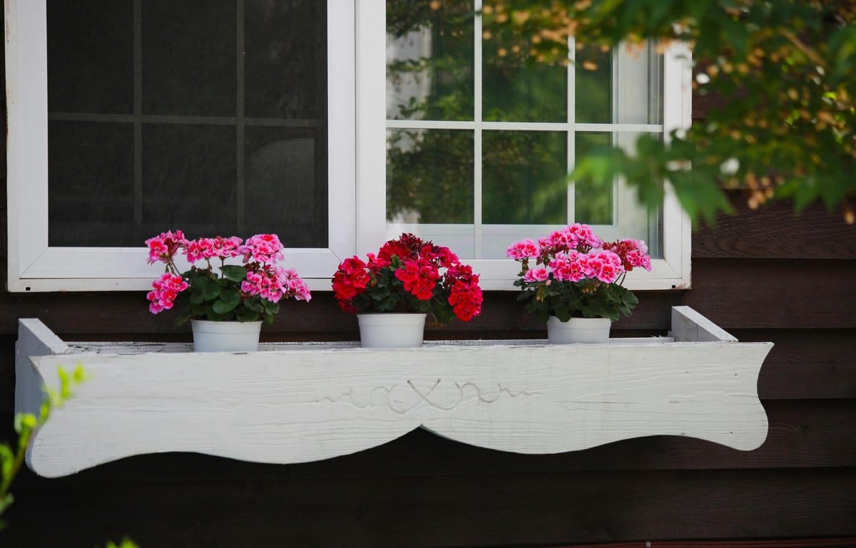 pink geraniums in pot