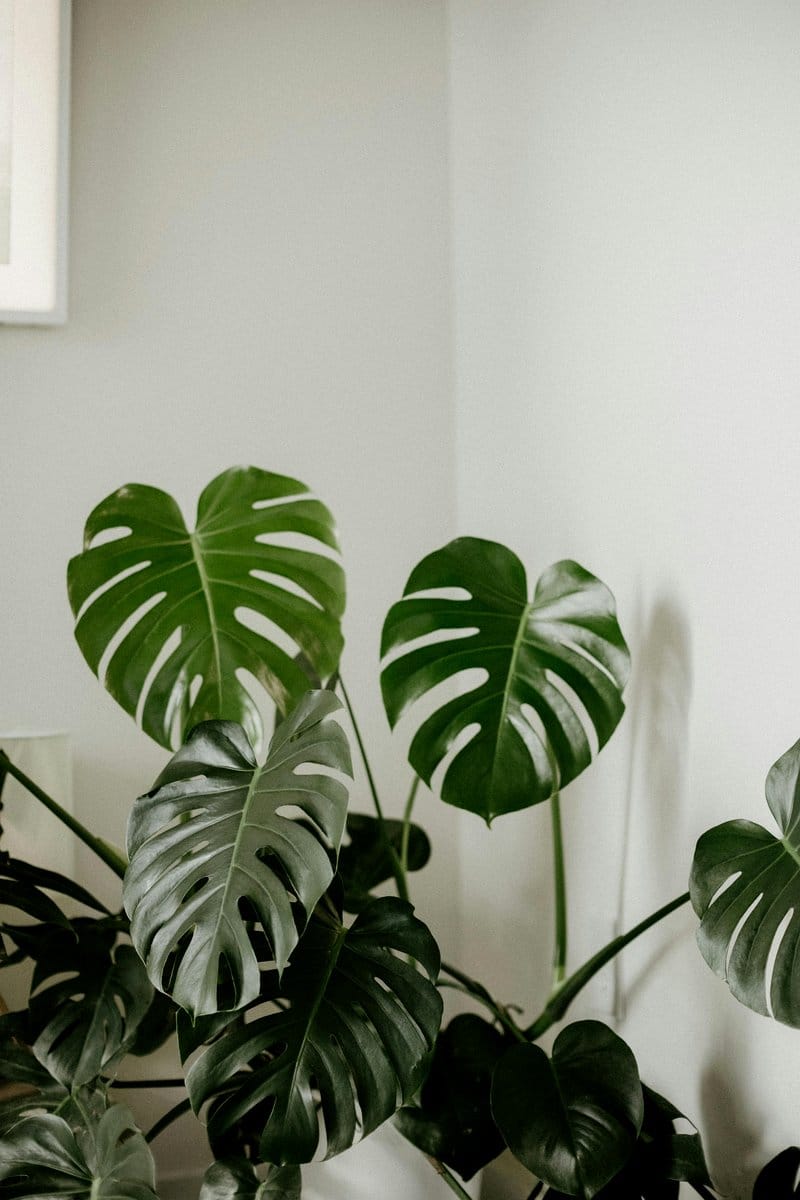 Monstera plant in minimalist corner