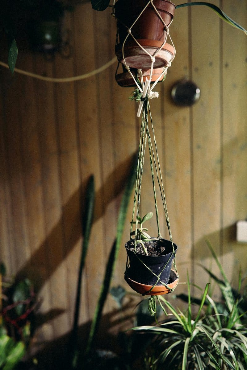 Stylish macramé hanging planters with trailing plants