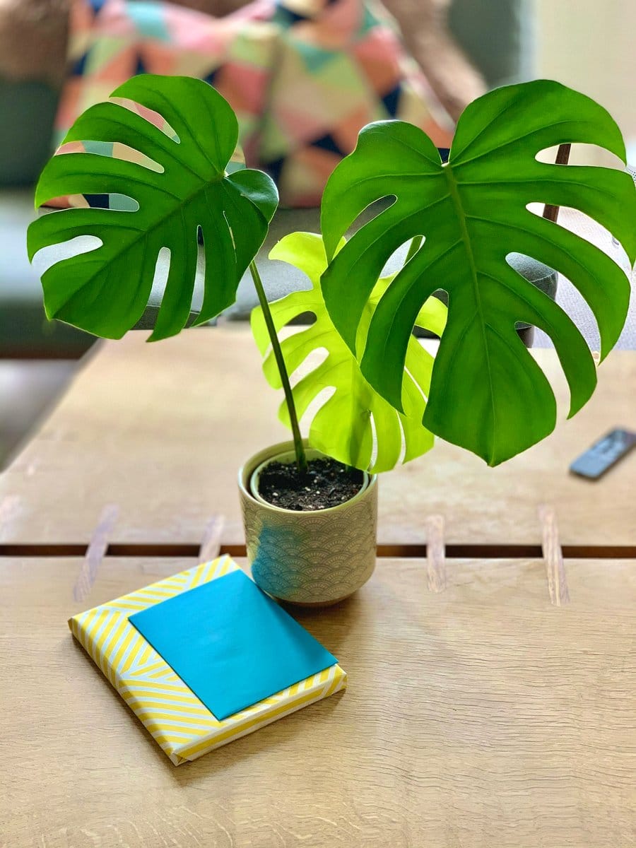 large potted monstera on floor