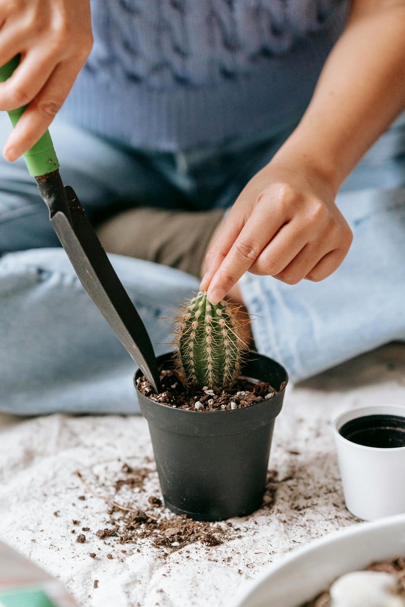 Denim coasters under small potted plants