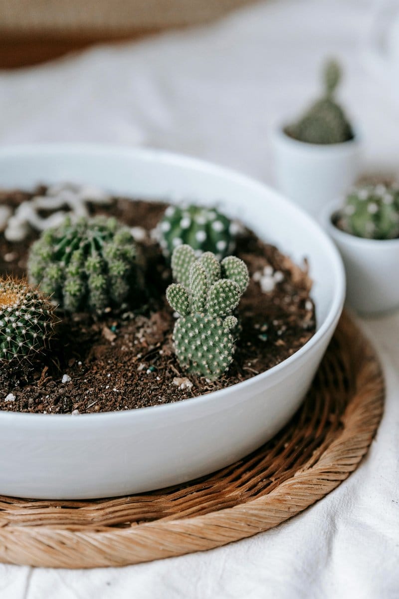 various cacti in pots
