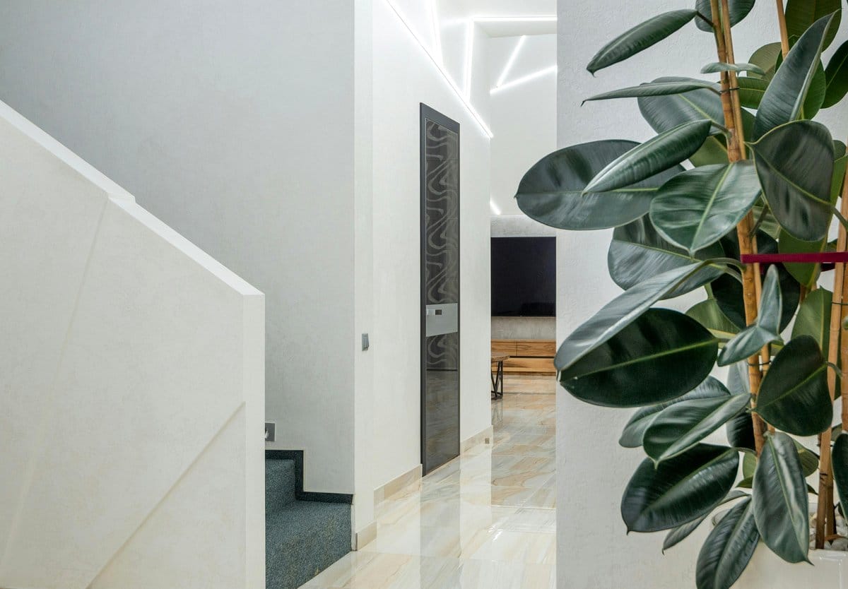 rubber plant in hallway