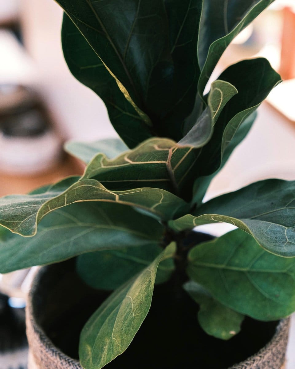 Fiddle Leaf Fig in decorative pot