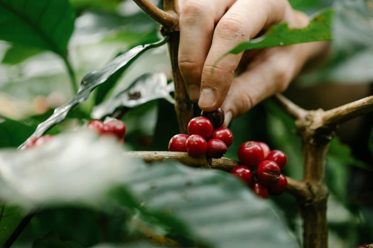 gardener picking bean pods