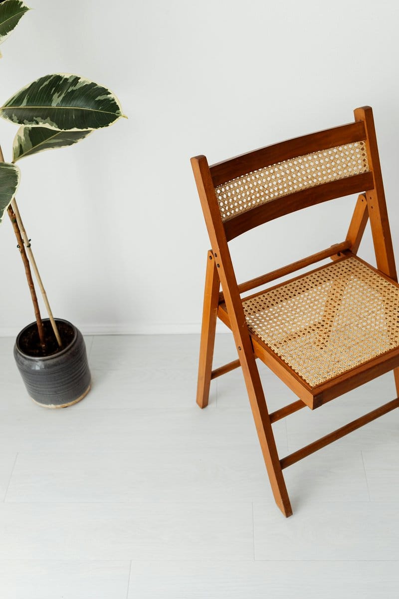 Fiddle leaf fig next to modern chair